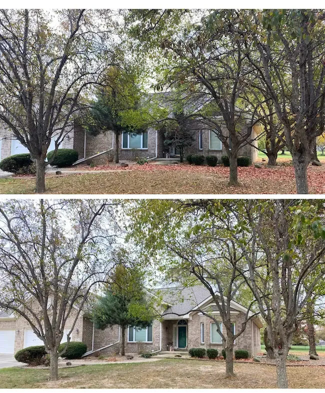before and after tree removal kokomo
