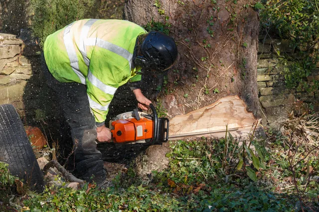 Grinding Tree Stump