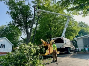 Tree Removal Service