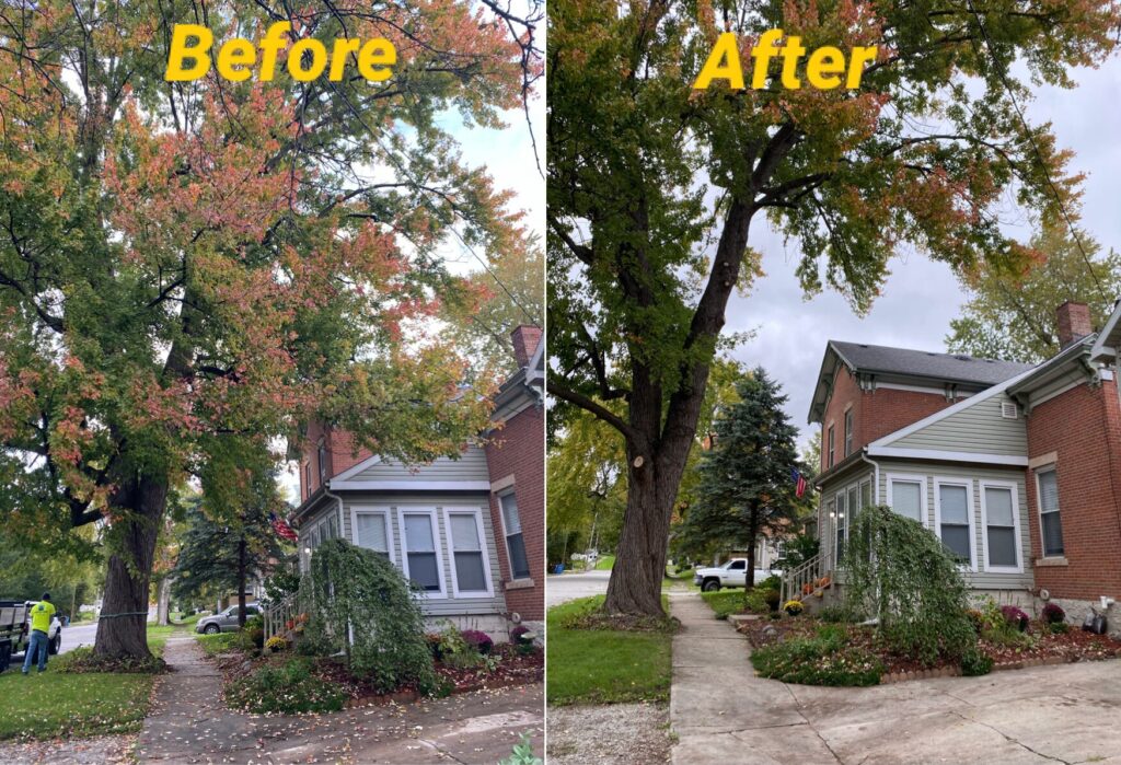 Tree Services in Burlington