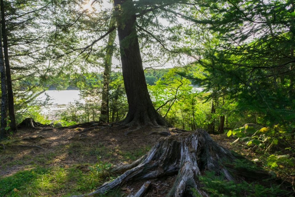 tree stump
