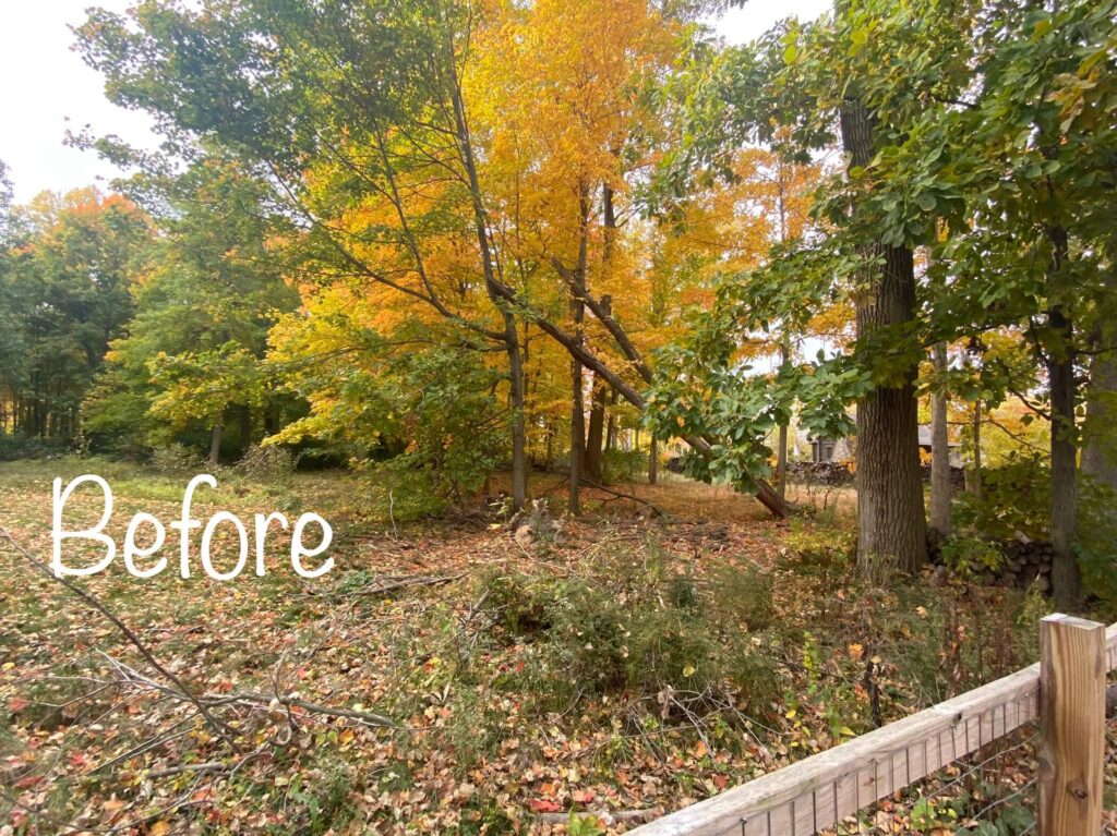 before tree removal
