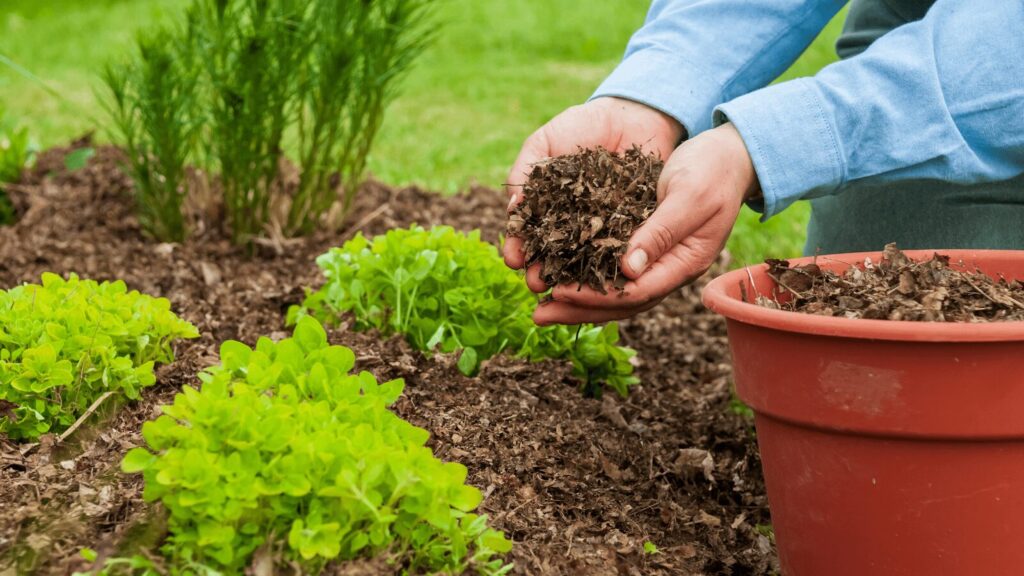 mulching
