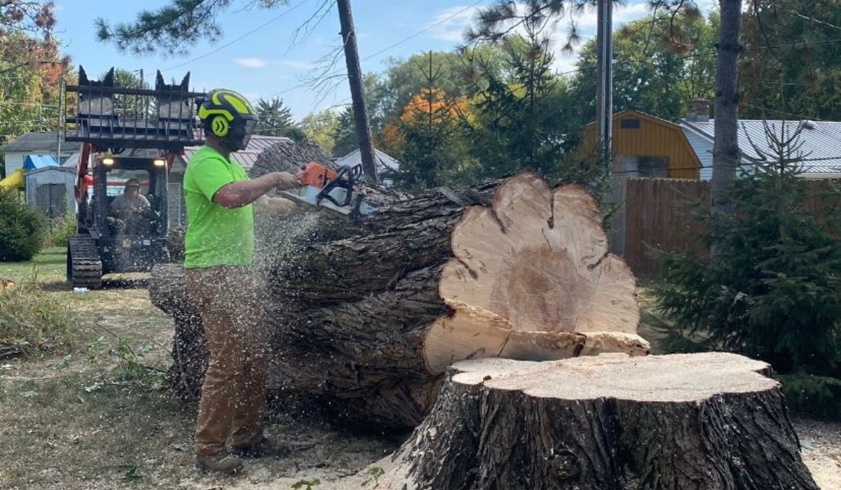 stump removal
