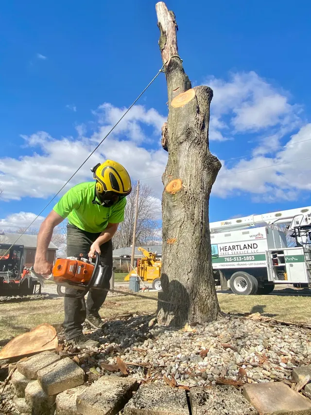 stump removal