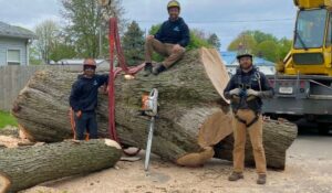 tree services