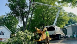 Tree Health Care in Kokomo, IN