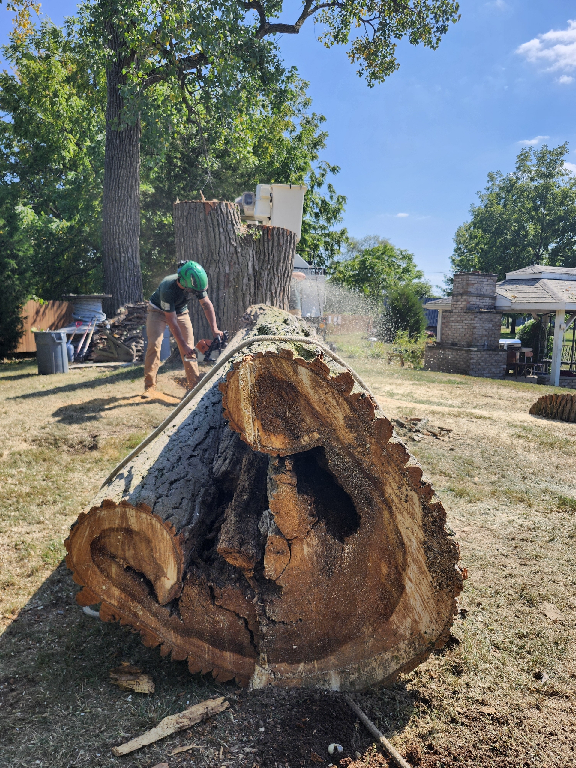 A low-angle shot looking down the length of a massive, partially hollowed-out tree trunk lying on the ground. In the background, an arborist in a green safety helmet uses a chainsaw to cut another section of the tree
