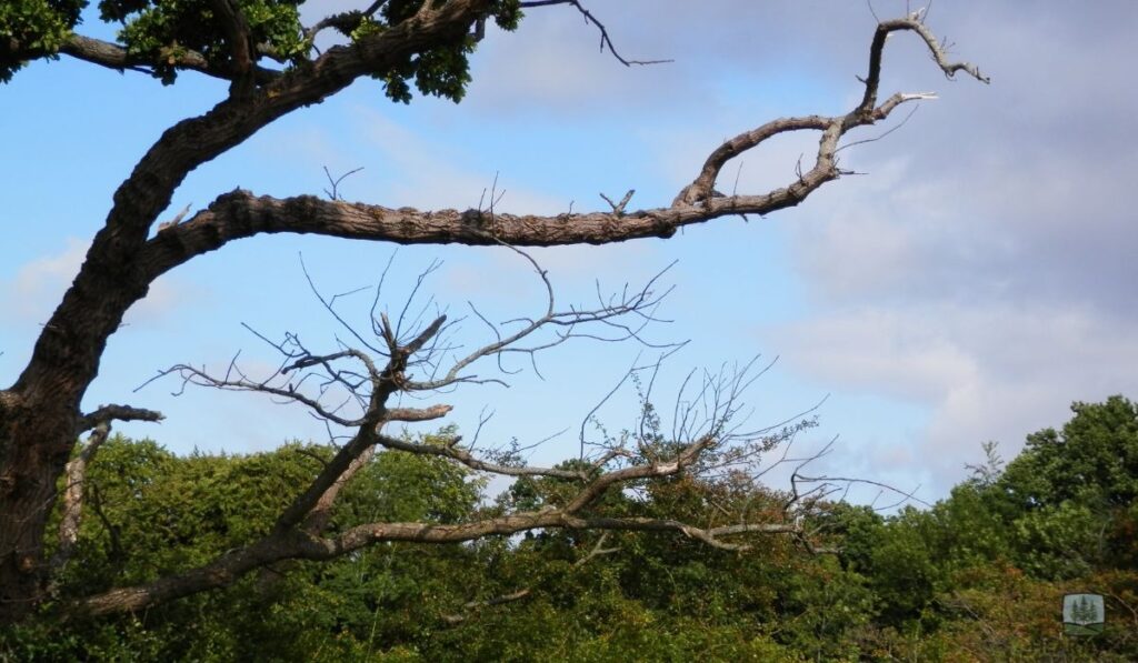 Sign #1 – Dead Branches and Dying Branches in the Crown