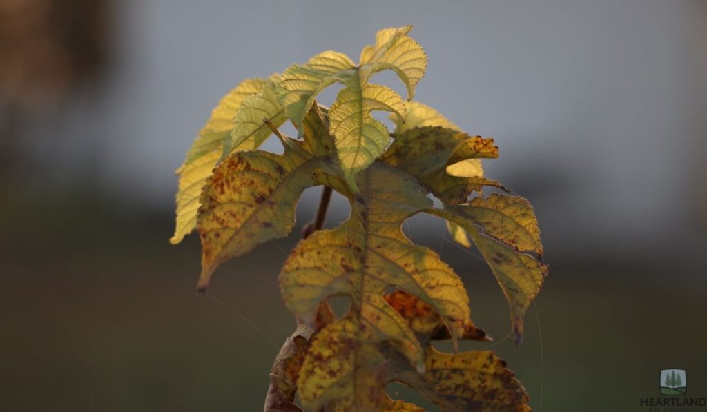 Sign #3 – Yellowing Leaves and Wilting Leaves Outside Normal Seasons