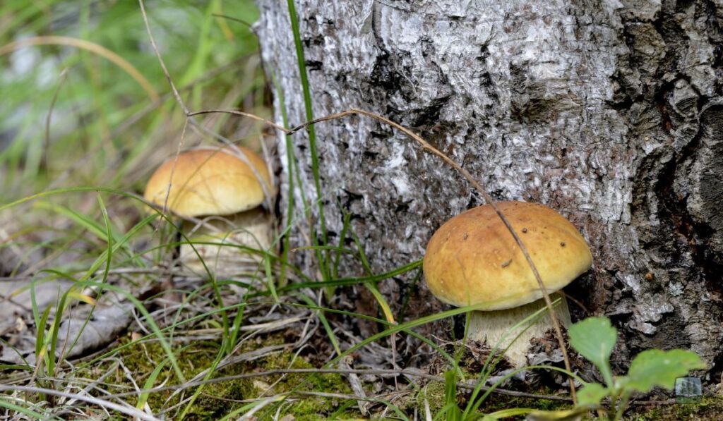 Sign #6 – Root System Problems and Underground Issues