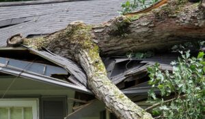Can I Sue My Neighbor if His Dead Tree Falls on My House