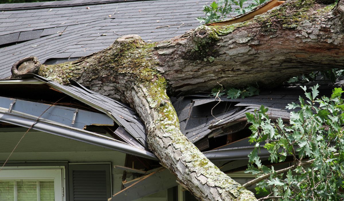 Can I Sue My Neighbor if His Dead Tree Falls on My House