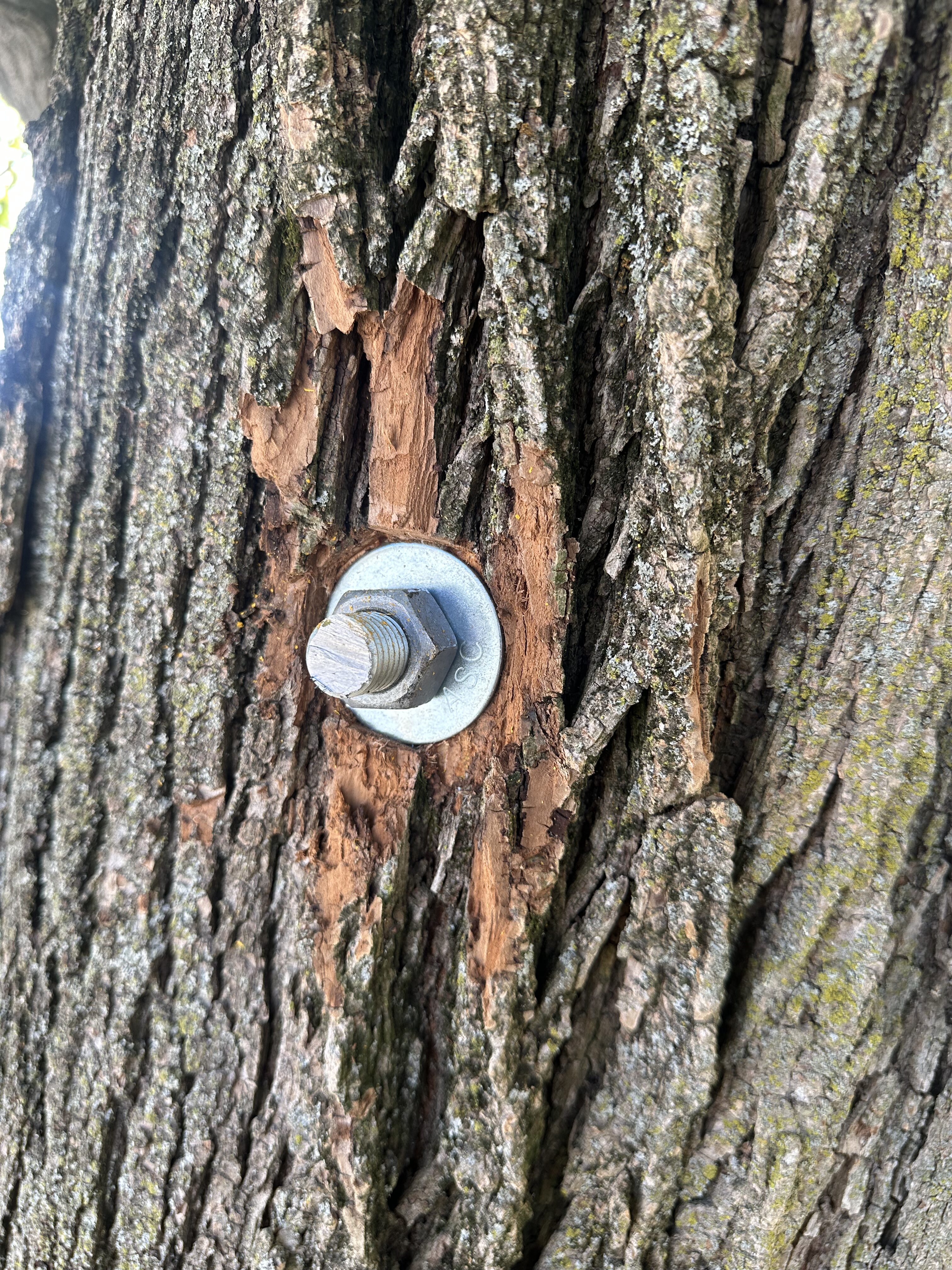 A close-up shot of a large tree trunk with a heavy-duty metal rigging system