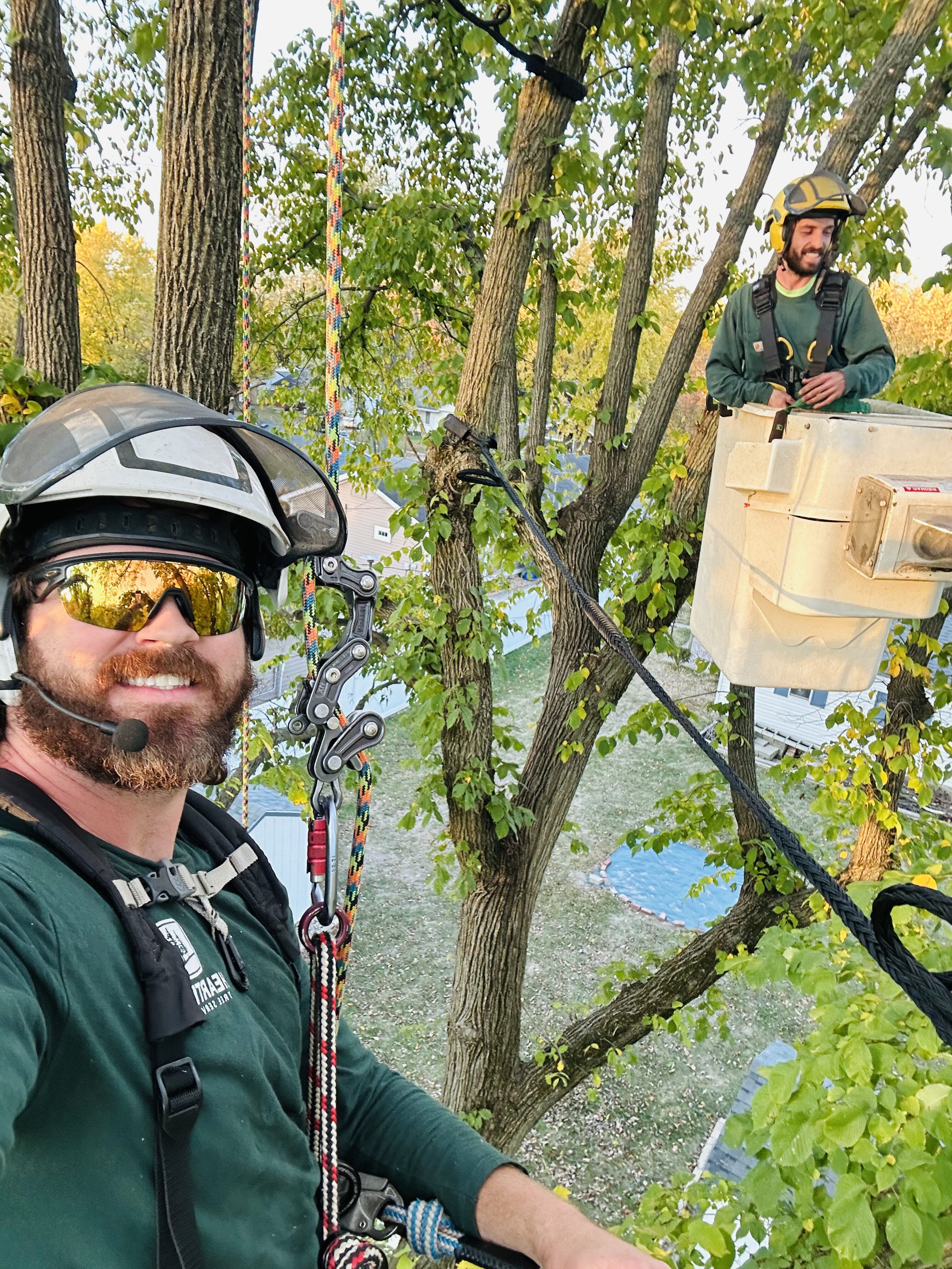 two arborist up in the tree riding a bucket for tree removal