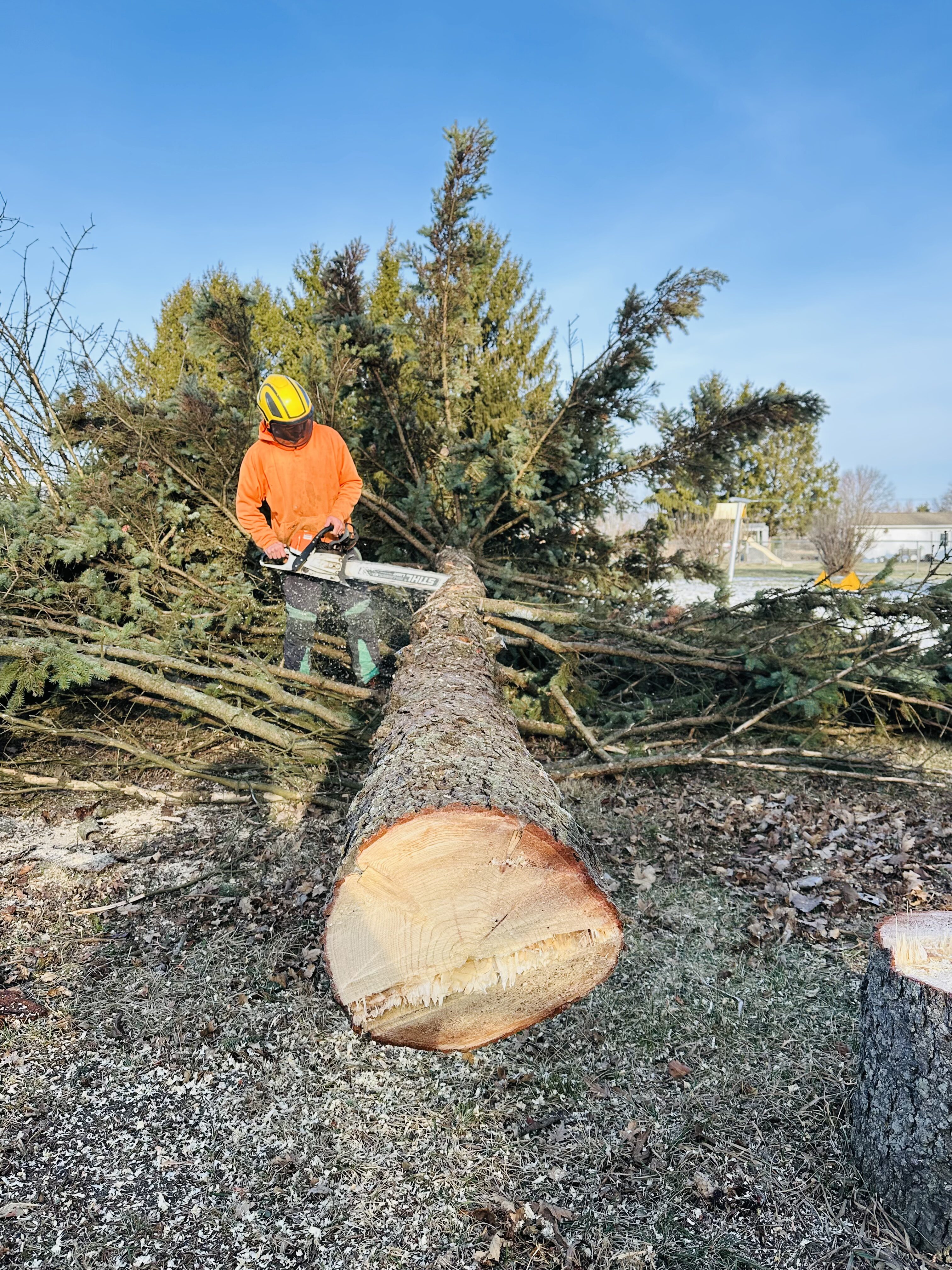An arborist in a bright orange safety jacket and yellow helmet uses a chainsaw to cut a large, downed evergreen tree into manageable sections. The fresh cut of the thick trunk is visible in the foreground against a clear blue sky