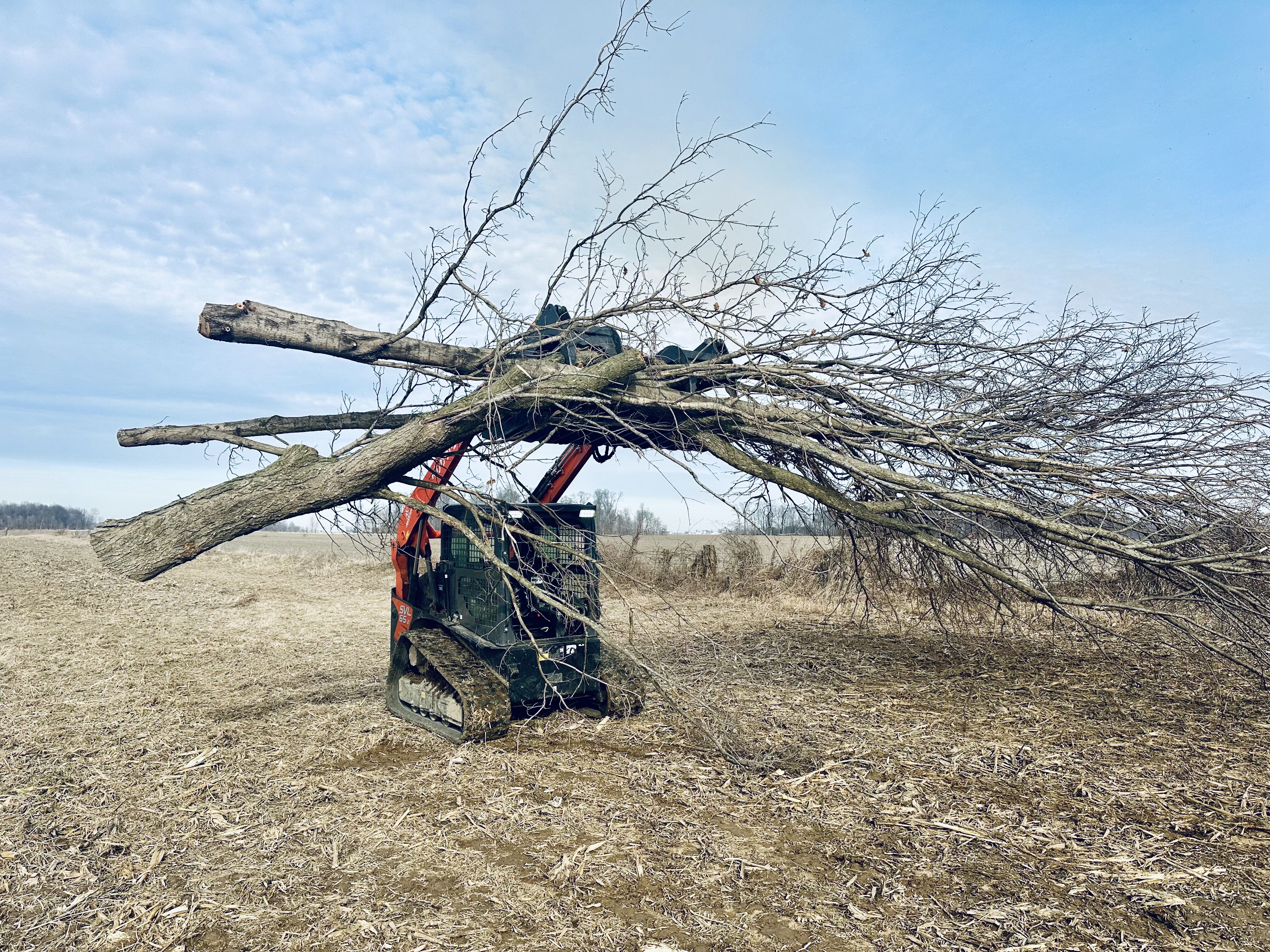 An orange track loader in a wide, harvested field, using its grapple attachment to lift a massive pile of long, fallen tree branches high into the air