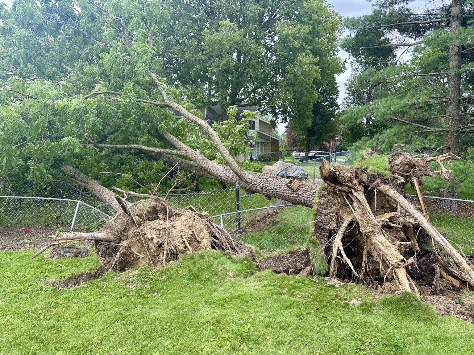 A large green tree has been completely uprooted and lies across a residential backyard. The massive root ball is exposed in the foreground, and the trunk has collapsed over a chain-link fence