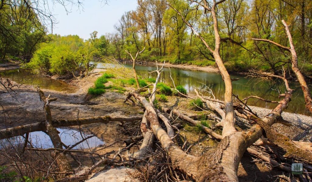 The Trunk Rule and the Property Line