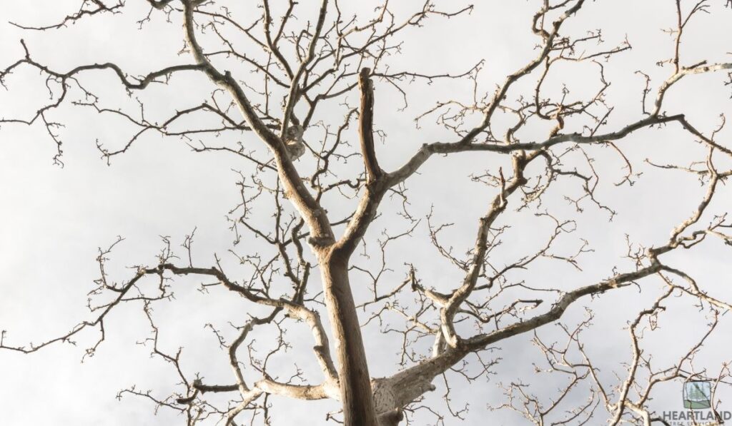 Can I Sue My Neighbor if His Dead Tree Falls on My House? (2026 Indiana Law Guide)