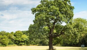 Is Your Oak Tree Dying in Kokomo, IN How to Save a Diseased Oak Tree (2026 Guide)