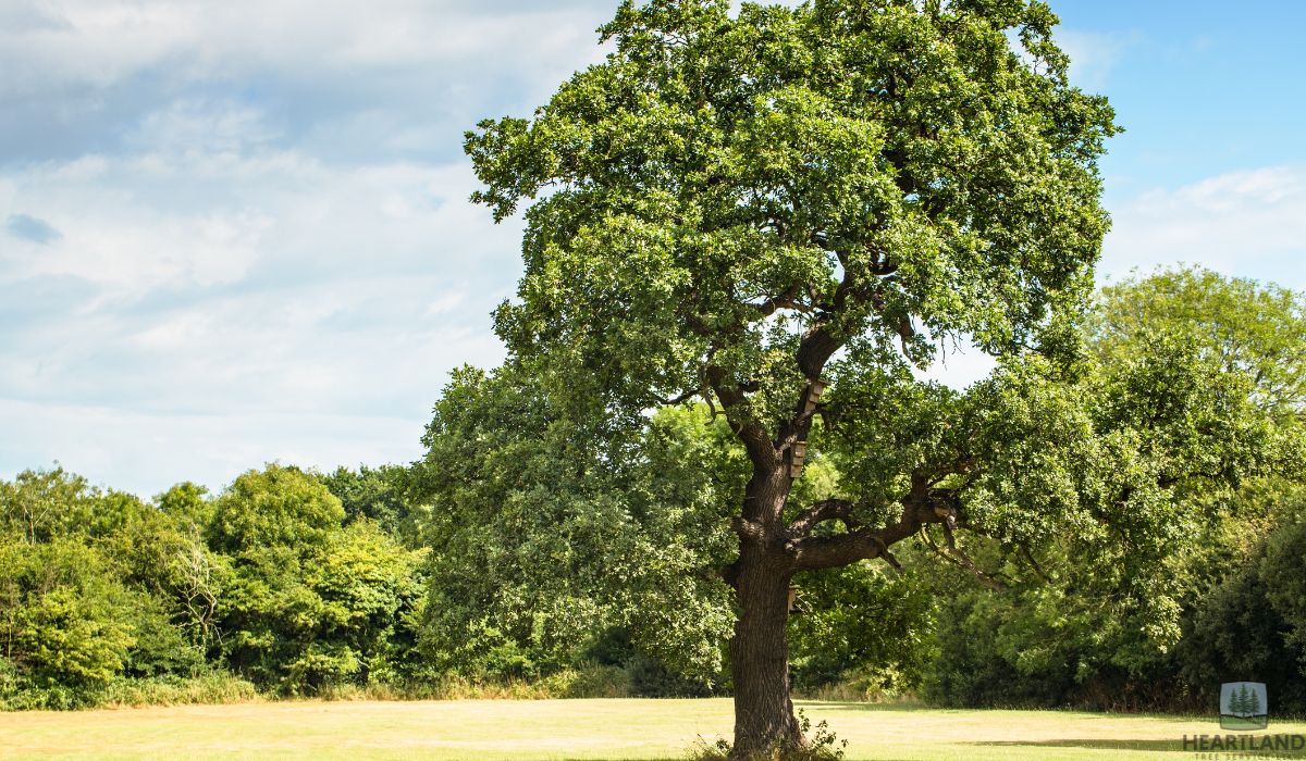 Is Your Oak Tree Dying in Kokomo, IN How to Save a Diseased Oak Tree (2026 Guide)