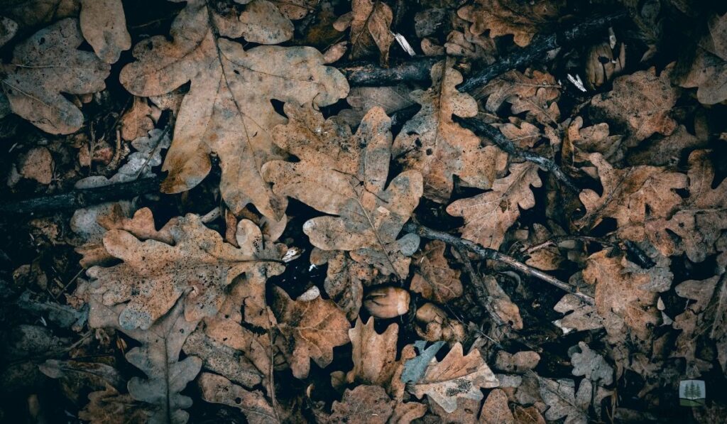 Leaf Symptoms You Shouldn't Ignore