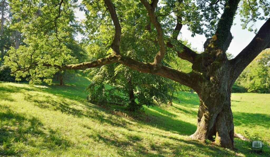 Is Your Oak Tree Dying in Kokomo, IN? How to Save a Diseased Oak Tree (2026 Guide)