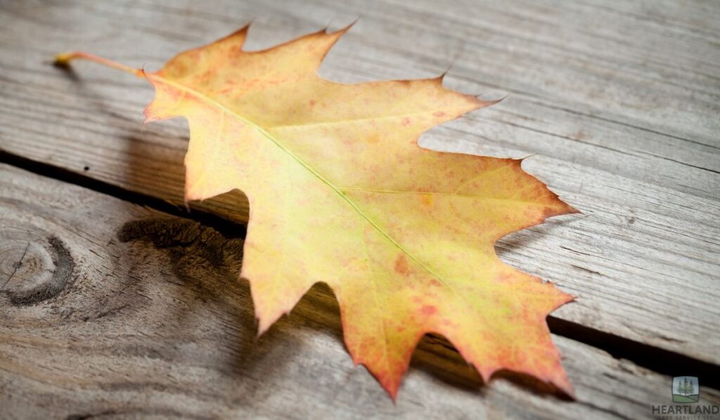 When to Call Heartland Tree Service for Professional Help