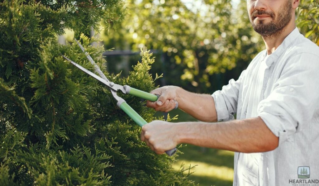 Prevention and Proper Tree Care Strategies