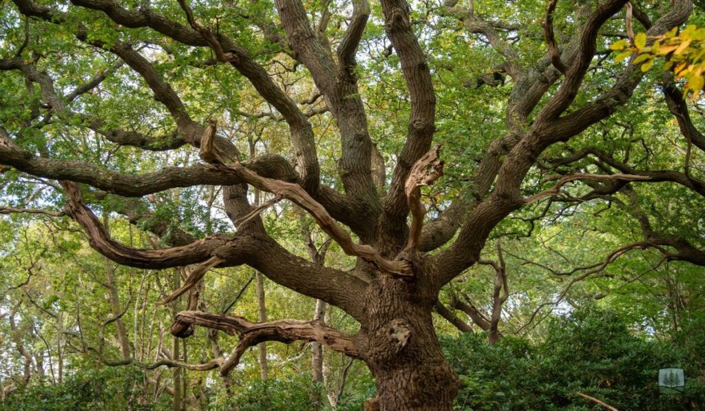 The Hidden Danger: Root Systems and Fungal Decay