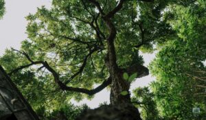 15 Surprising Tree Facts Every Indiana Homeowner Should Know in 2026