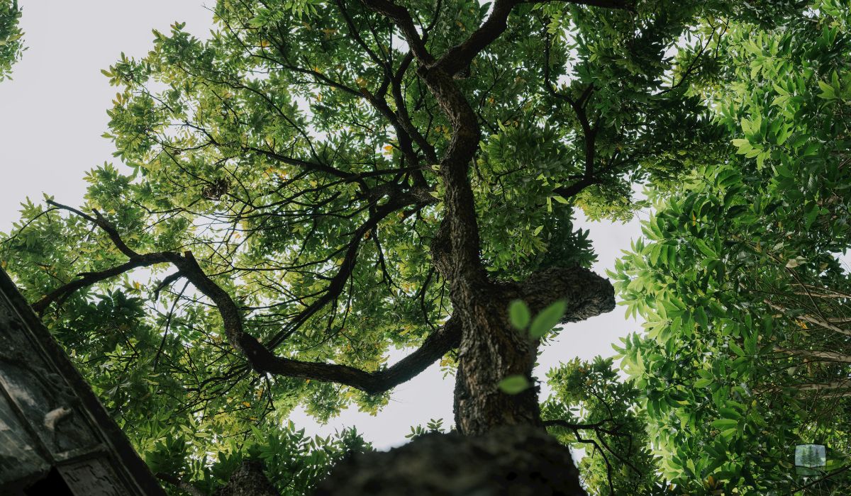15 Surprising Tree Facts Every Indiana Homeowner Should Know in 2026