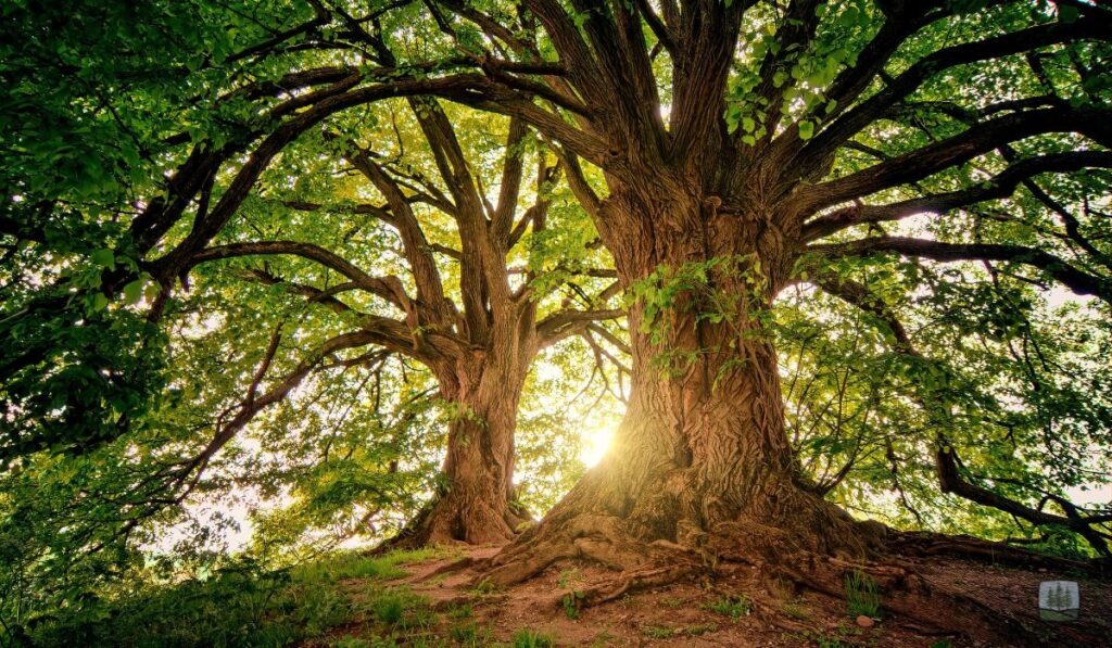 15 Surprising Tree Facts Every Indiana Homeowner Should Know in 2026