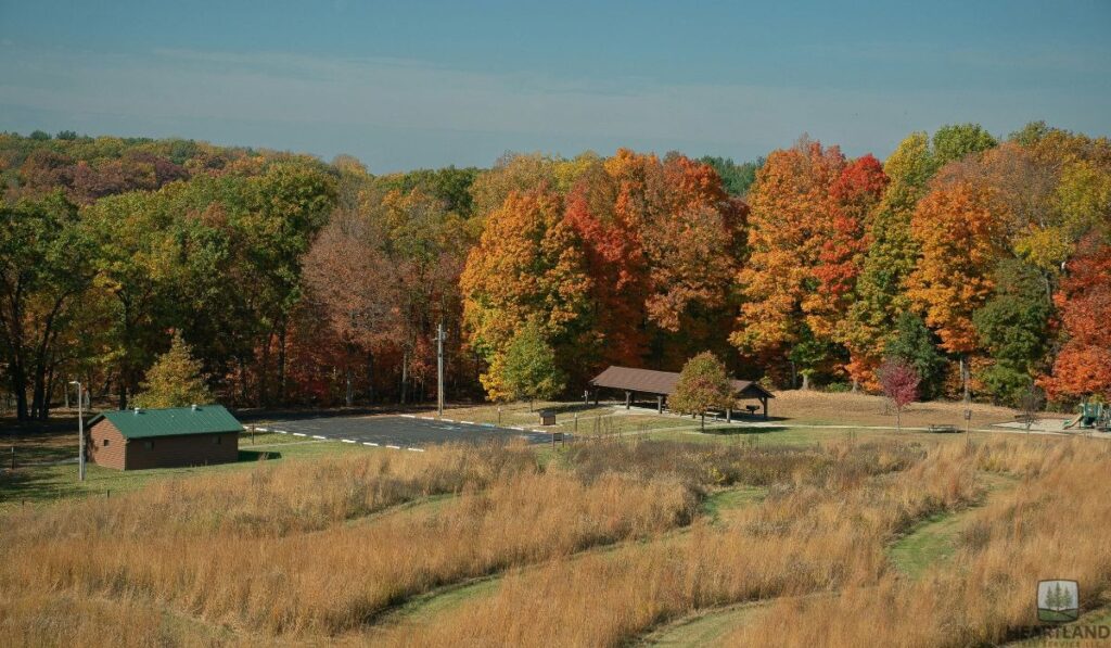 Common Native Trees in Indiana