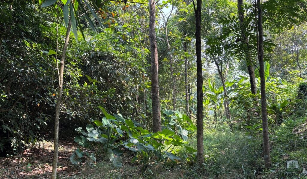 Rare and Unusual Trees
