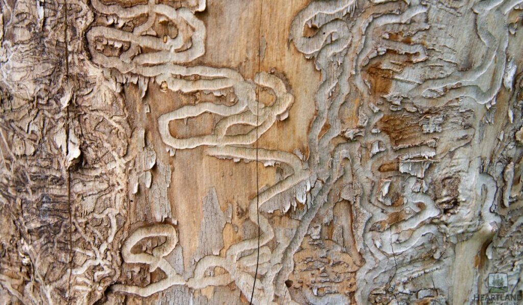 Signs of Infestation