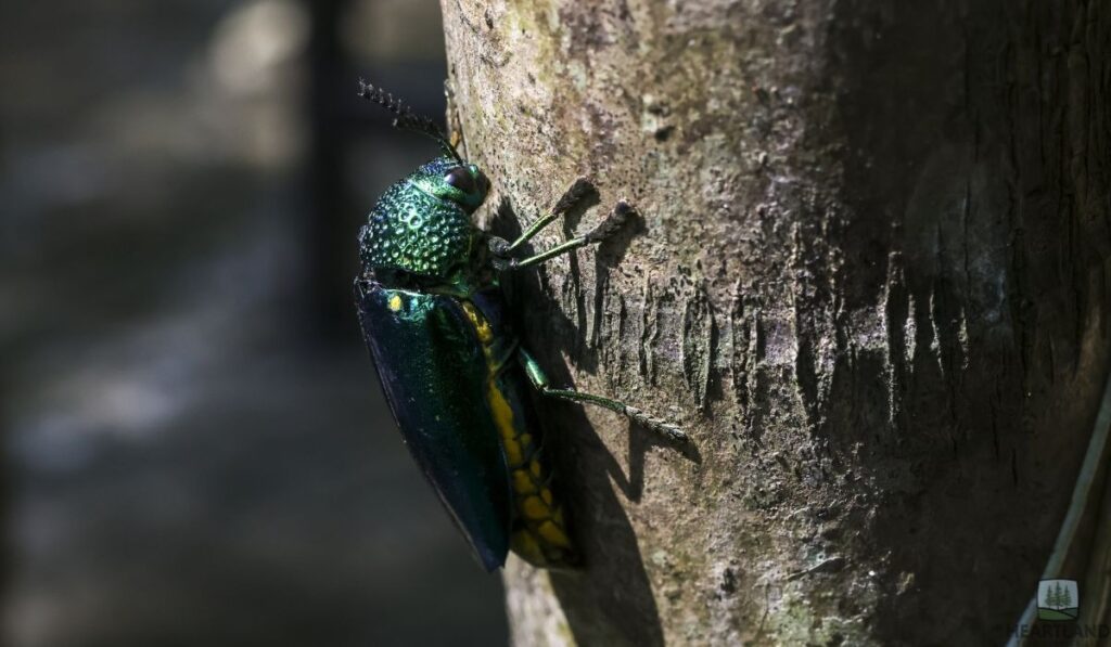 6 Deadly Bugs That Kill Trees in Kokomo, IN: A 2026 Homeowner’s Guide
