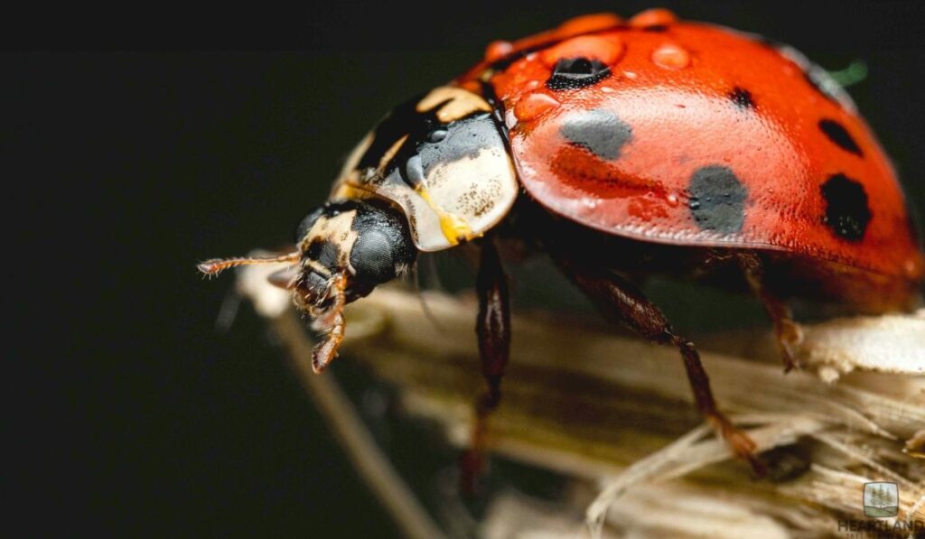 How to Stop Bugs That Kill Trees (Prevention + Treatment)