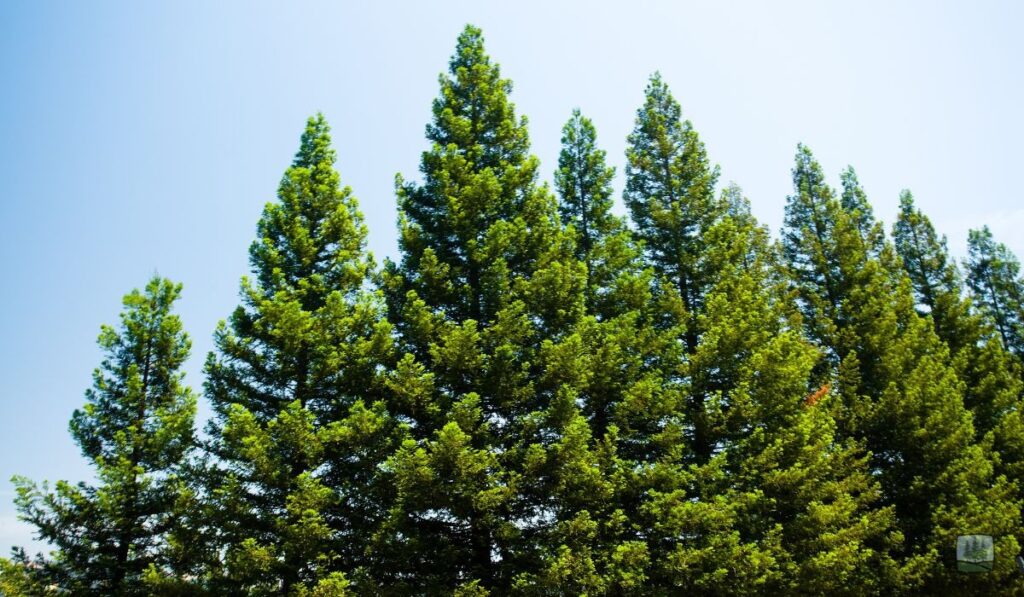Southern Pine Beetle: A Serious Risk to Pine Trees