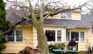 How Common Are Tree Fall Fatalities The Facts Behind Falling Tree Deaths Per Year