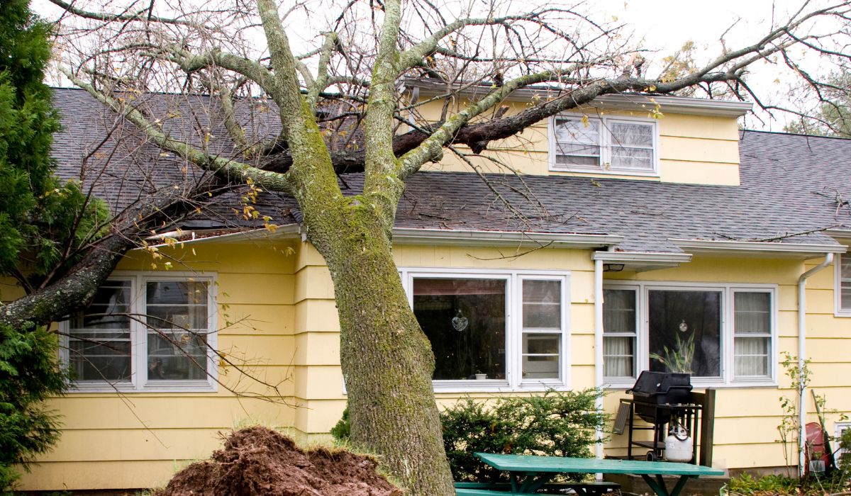 How Common Are Tree Fall Fatalities The Facts Behind Falling Tree Deaths Per Year
