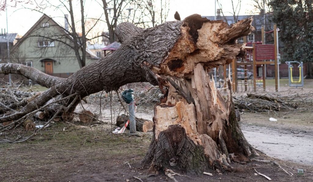 How and Where Tree Fall Incidents Happen
