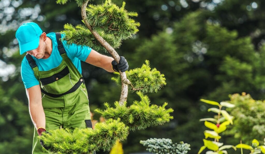 Annual Tree Safety Checklist for Homeowners