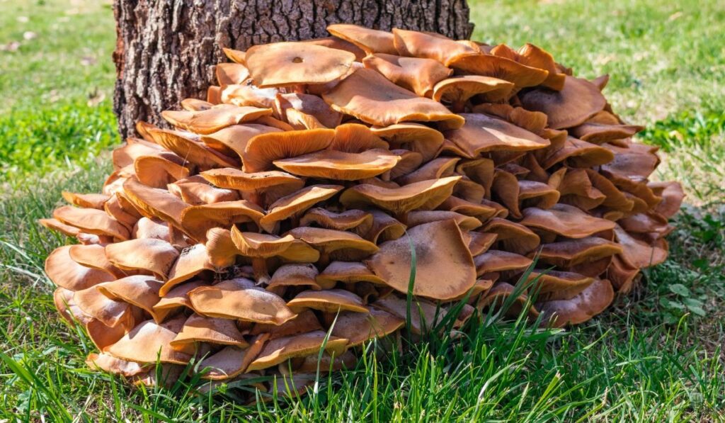 Quick Visual Checklist — Signs a Tree May Be Failing