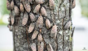The Homeowner's 2026 Guide to Tree Insect Management in Kokomo, IN How to Protect Your Property Landscape