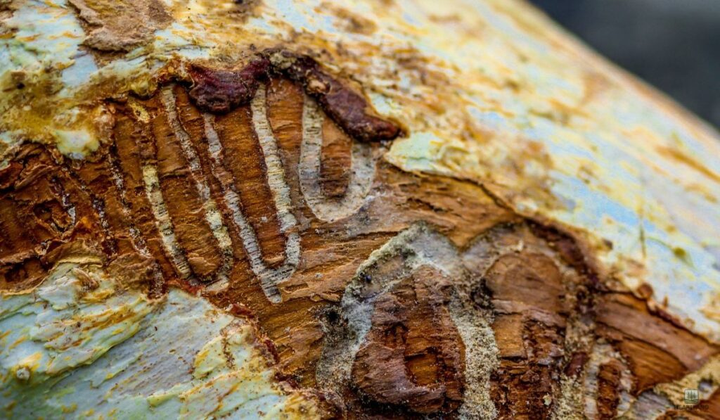 Scale Insects and Aphids
