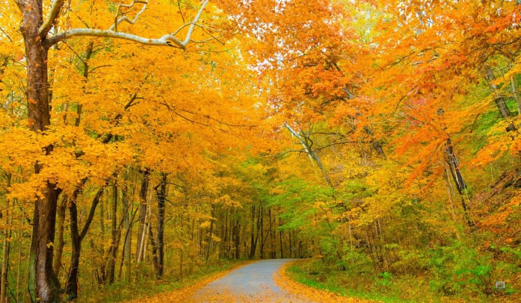 The Homeowner's 2026 Guide to Tree Insect Management in Kokomo, IN: How to Protect Your Property Landscape