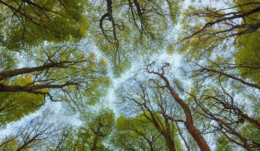 Recognizing the Warning Signs: Pest Damage vs. Tree Diseases