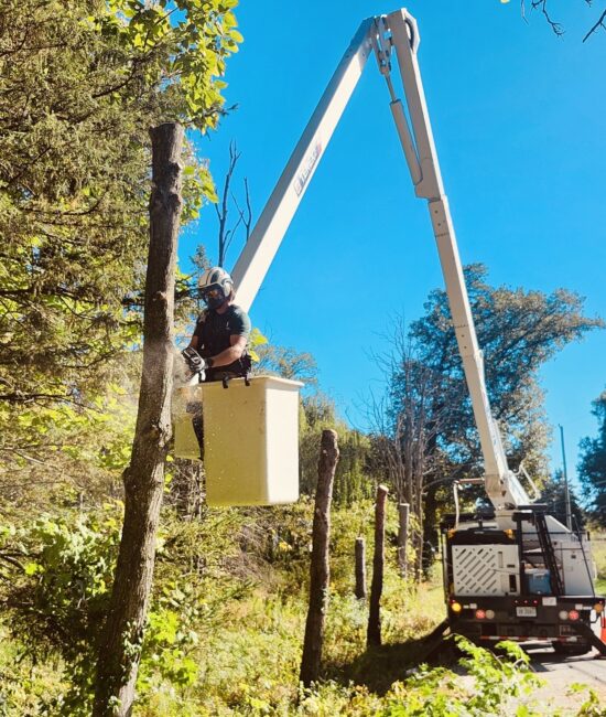 An arborist in a protective helmet and safety gear operates a chainsaw from a white bucket lift high in the air. He is carefully removing sections of a tall tree trunk, with sawdust visible in the bright sunlight against a clear blue sky